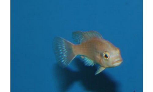 Petrotilapia small blue Nkhata Bay